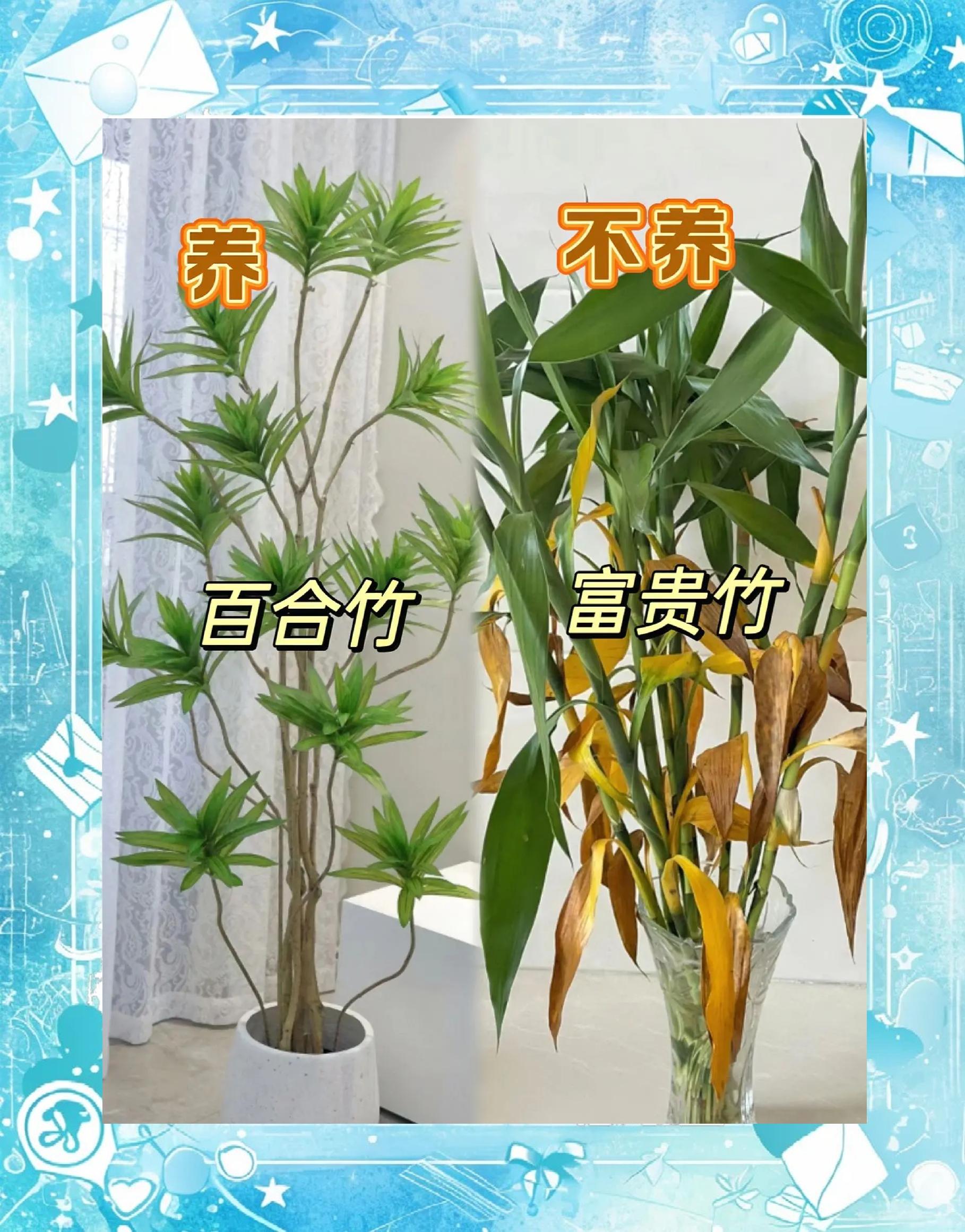 家居绿植选择禁忌