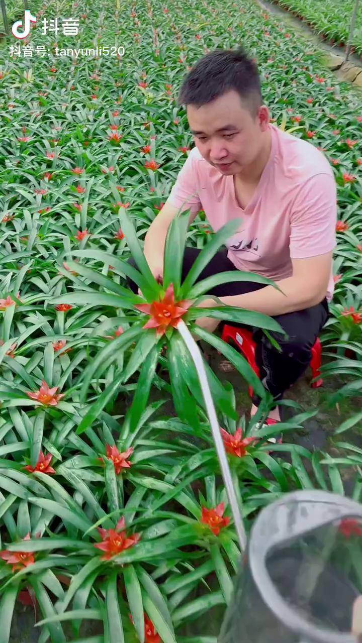 鸿运当头正确浇水方法