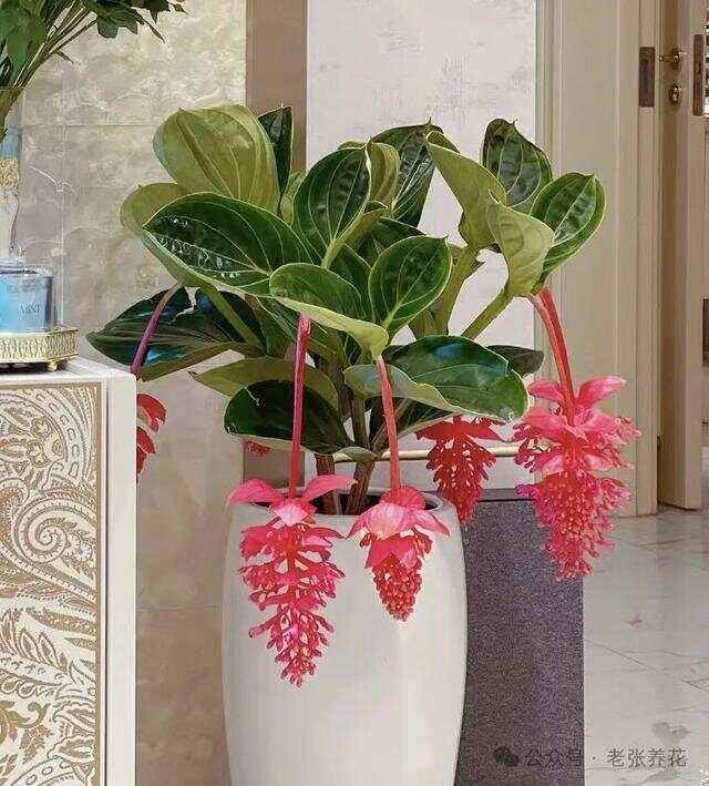 门口种花风水好吗