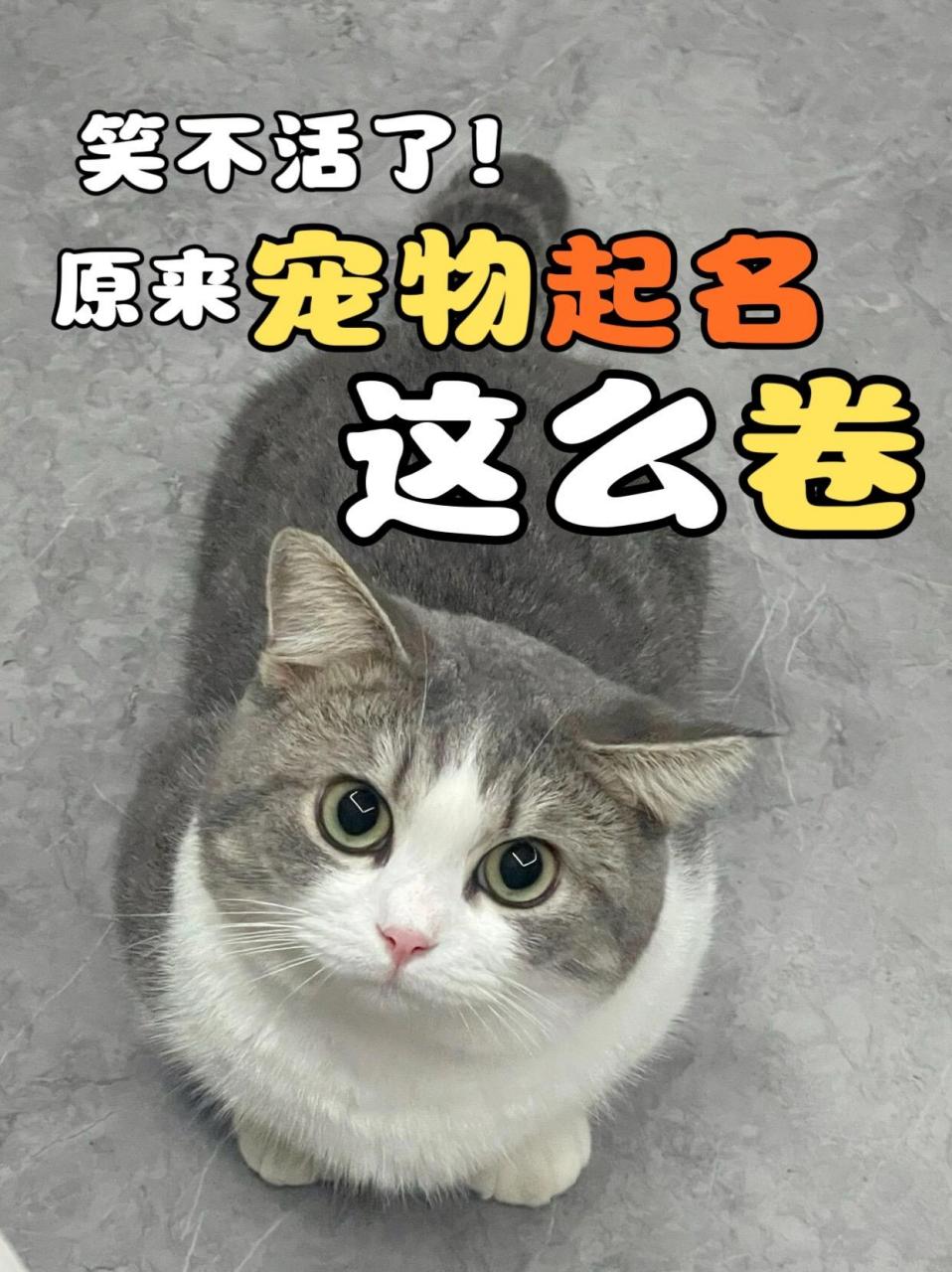 猫咪名字可爱洋气